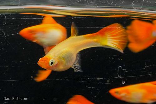 Blonde Koi Guppy, Pair (1M1F)