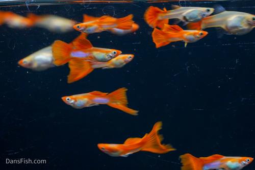 Blonde Koi Guppy, Pair (1M1F)