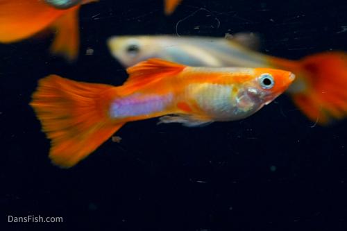 Blonde Koi Guppy, Pair (1M1F)