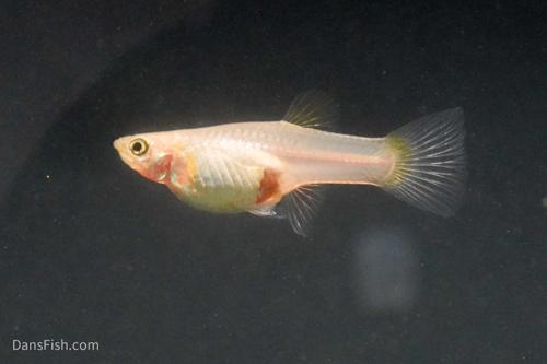 Blonde Vienna Emerald Lower Sword Guppies-Alan Bias's Strain, Pair (1M1F)
