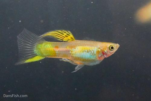 Blonde Vienna Emerald Lower Sword Guppies-Alan Bias's Strain, Pair (1M1F)
