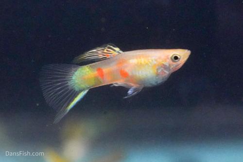 Blonde Vienna Emerald Lower Sword Guppies-Alan Bias's Strain, Pair (1M1F)