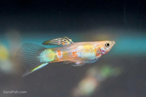 Blonde Vienna Emerald Lower Sword Guppies-Alan Bias's Strain, Pair (1M1F)