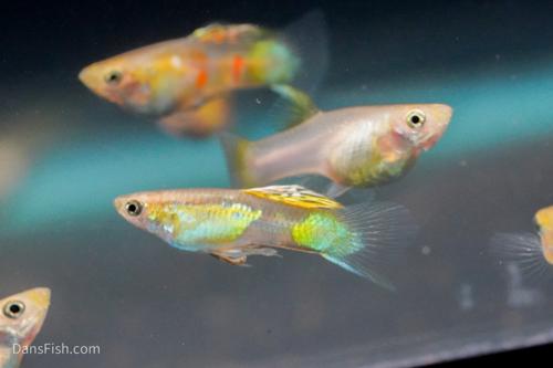 Blonde Vienna Emerald Lower Sword Guppies-Alan Bias's Strain, Pair (1M1F)