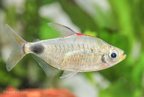 Blood Cap Moon Tetra 'Congo River- Kingabwa'