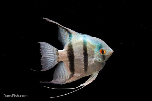 Blue Angelfish