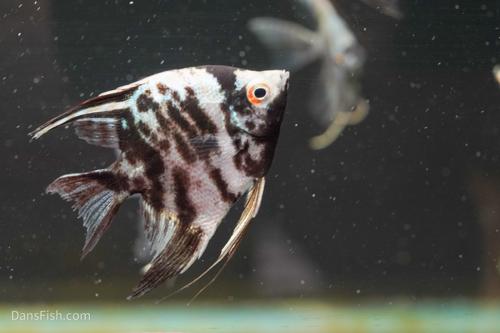 Blue Marble Angelfish-see note about fins