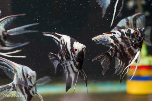 Blue Marble Angelfish-see note about fins