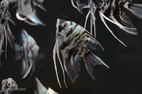 Blue Marble Angelfish-see note about fins