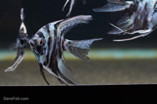 Blue Marble Angelfish-see note about fins Blue Marble Angelfish-see note about fins
