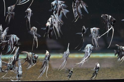 Blue Marble Angelfish-see note about fins