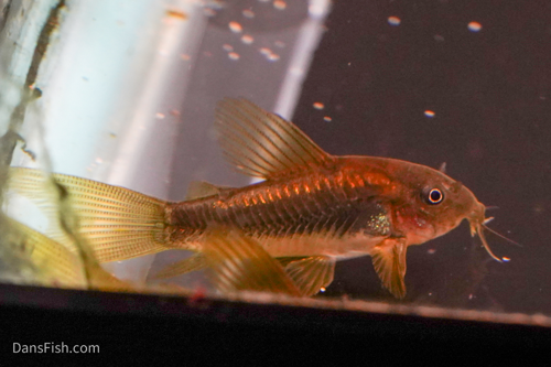 CW010 Long Fin Gold Laser Cory