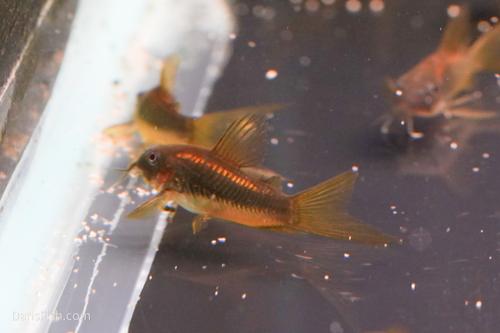 CW010 Long Fin Gold Laser Cory
