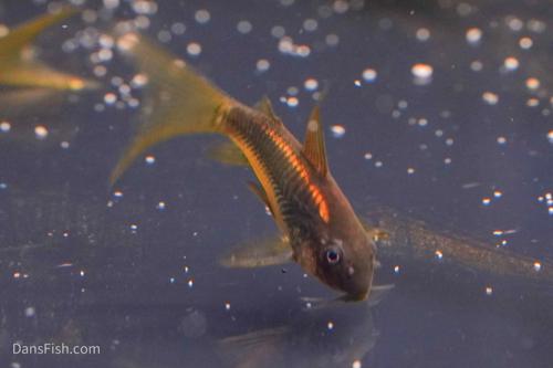 CW010 Long Fin Gold Laser Cory