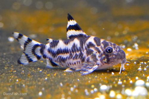 CW111 Vulcan Cory CW111 Vulcan Cory