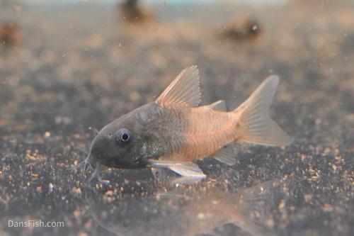 CW217 Rio Tomo Concolor Cory