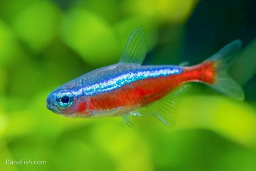 Cardinal Tetra