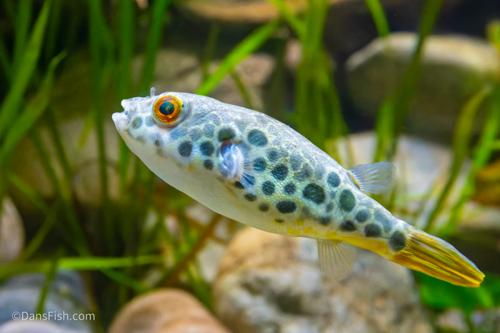 Congo Spotted Puffer see note
