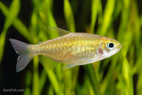 Congo Tetra, Pair (1M1F)