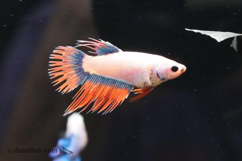 Crowntail and Double-Tail Betta, Female (Betta splendens) - Dan’s Fish