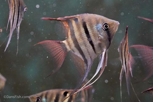 Cichlids