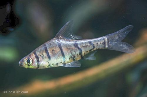 Eight-Banded Barb
