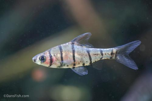 Eight-Banded Barb