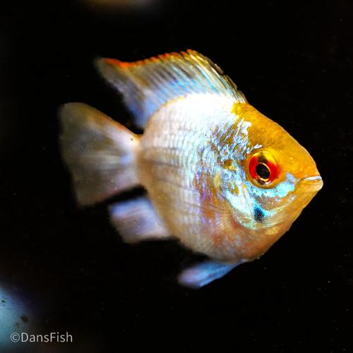 Electric Blue Balloon Ram