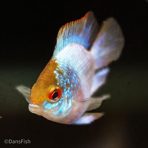 Electric Blue Balloon Ram