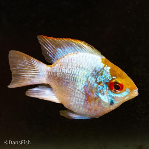 Electric Blue Balloon Ram