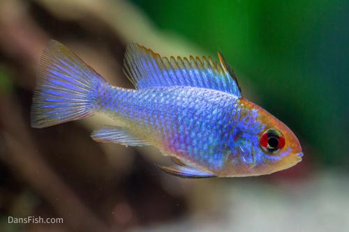 Electric Blue Ram