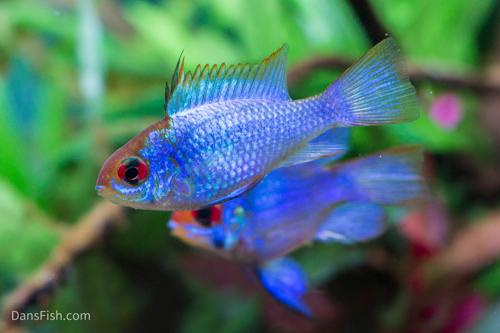 Electric Blue Ram