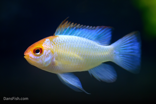 Electric Blue Ram