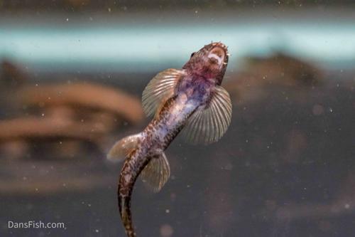Erromyzon Hillstream Loach