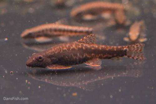 Erromyzon Hillstream Loach