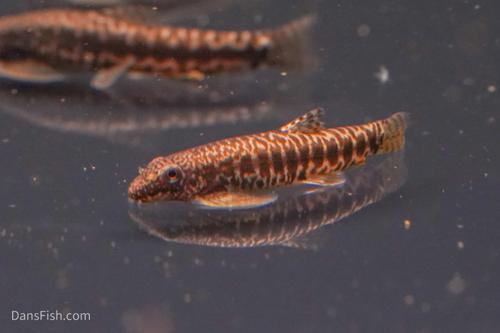 Erromyzon Hillstream Loach
