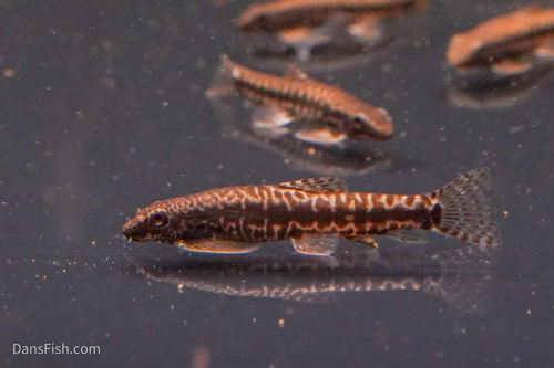 Erromyzon Hillstream Loach
