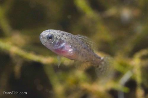 Everglades Pygmy Sunfish, Female