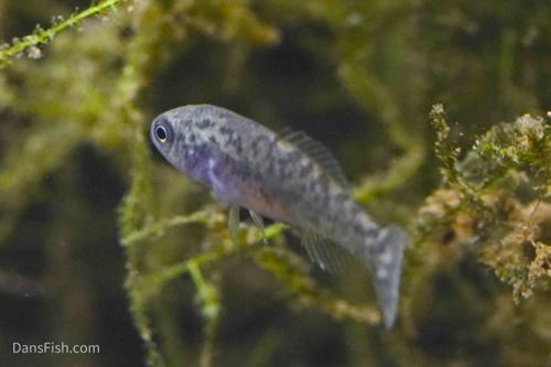 Everglades Pygmy Sunfish, Female