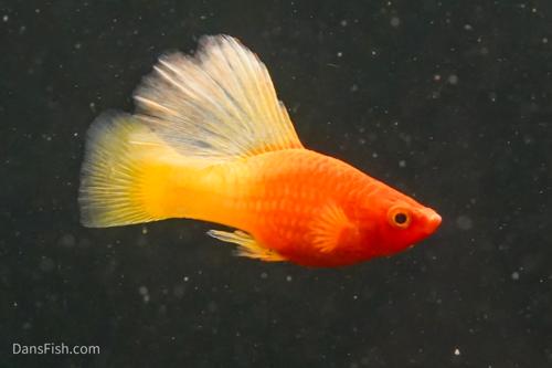 Fancy Sunrise High Fin Platy, Pair (1M1F)