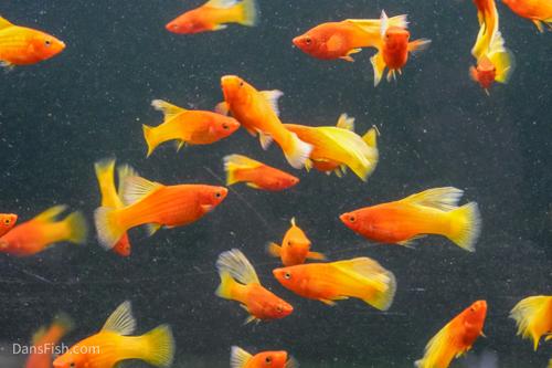 Fancy Sunrise High Fin Platy, Pair (1M1F)
