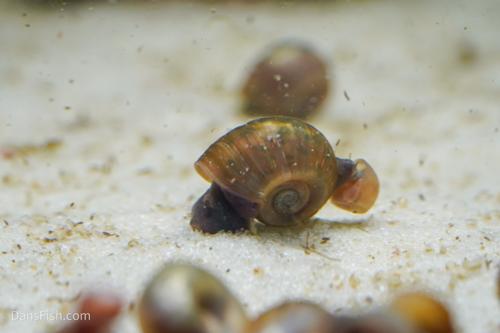 Feeder Snails, (10 pack)
