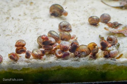 Feeder Snails, (10 pack)