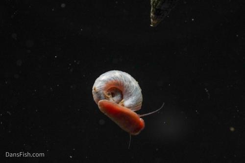 Feeder Snails, (10 pack)