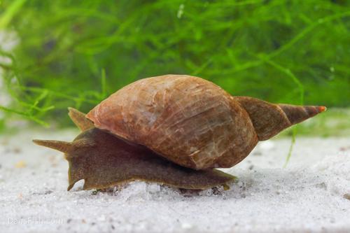 Feeder Snails, (10 pack)