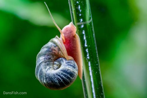 Feeder Snails, (10 pack)