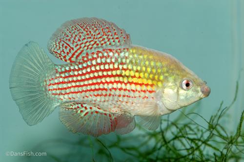 Florida Flag Fish, Breeding Group (1M9F)