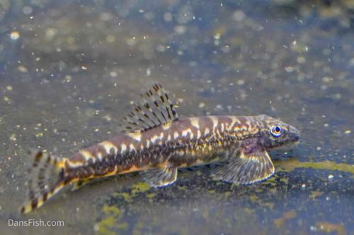 Fox Lizard Loach