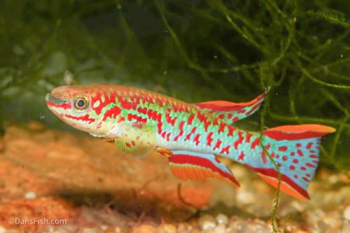 Fundulopanchax gardneri, Male