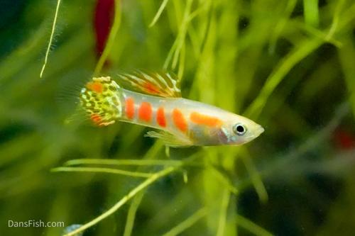 Ginga Rubra Guppy, Pair (1M1F)